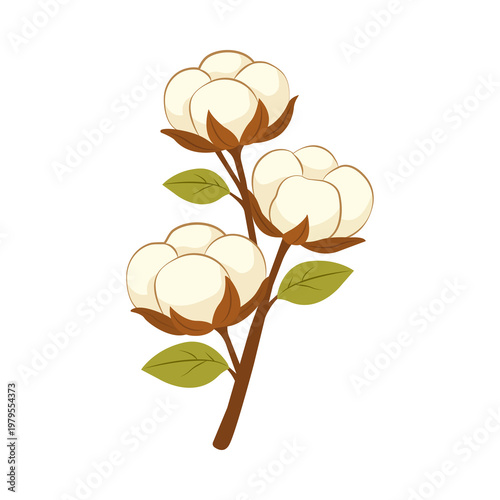 Branch with white fluffy cotton flowers on white background.Natural organic fiber, agriculture, cotton seeds, raw materials for making fabric