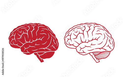 Red and white brain side view, two hemispheres human brain