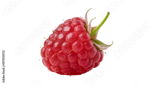 Ripe juicy red raspberry with green stem and calyx