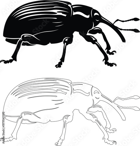 Weevil silhouette beetle insect long snout black vector isolated