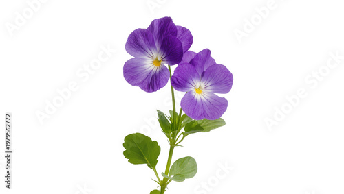 Photos Purple pansy flowers with green foliage and stems