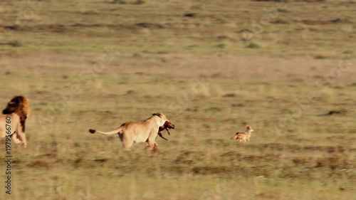 A lioness carries her warthog kill while escaping from a territorial male lion