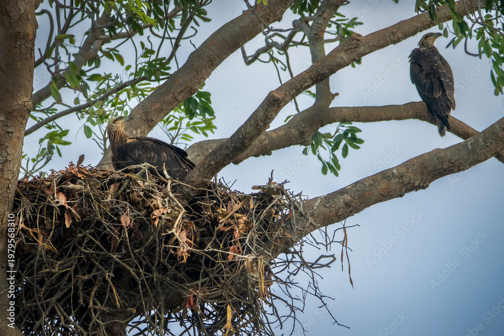 Fototapeta premium White bellied sea eagle nesting over a top of a very high tree