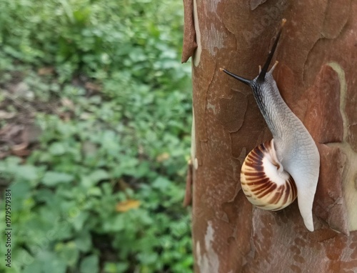macro photo of a white snail, tree snail (amphidromus perversus) on a tree with a negative space blur background, suitable for writing messages, slow but safe