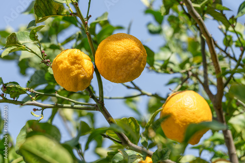 Ripe lemon fruits on lemon tree and blue sky at the background. Close-up.