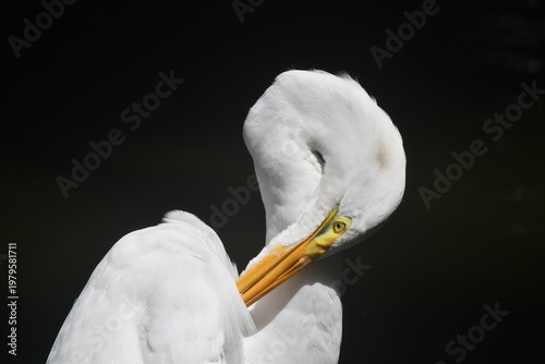 Wallpaper Mural Garça Diva se limpando a beira do lago do jardim do Museu da República - Palácio do Catete - RJ Torontodigital.ca