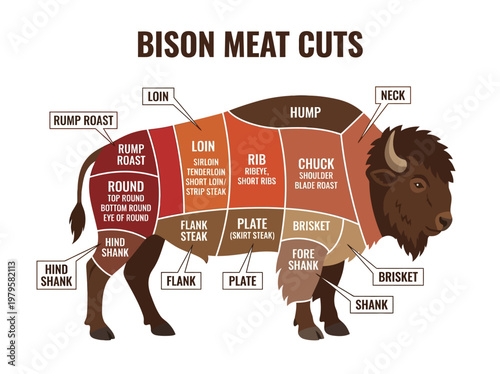 Diagram illustrating different cuts of bison meat, including hump, chuck, and brisket