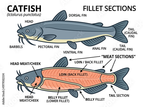 Diagram illustrating the anatomical sections and filet cuts of a catfish, highlighting head, pectoral fin, loins, and tail sections