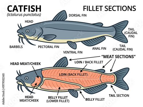 Catfish Anatomy and Fillet Sections Illustrated - A Detailed Guide to Fish Cuts