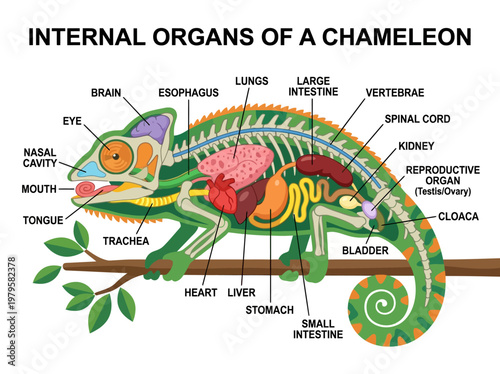 Detailed illustration of the internal anatomy of a chameleon, showcasing its organs and skeletal structure