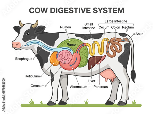 Detailed diagram illustrating the intricate anatomy of the cow digestive system, showcasing its various organs and their functions