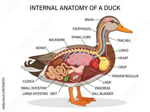 Detailed illustration of the internal anatomy of a duck, showcasing its organs and skeletal structure