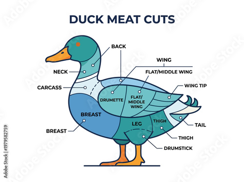 Diagram illustrating the various cuts of duck meat, detailing each section of the fowl for culinary reference
