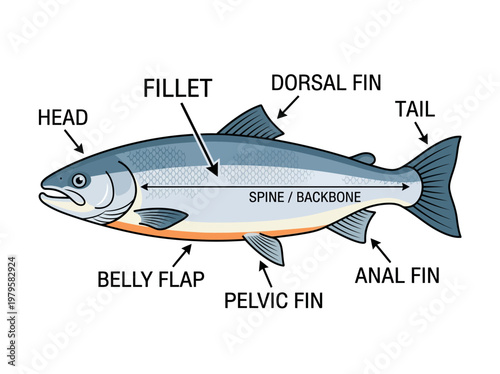 Diagram illustrating the anatomy of a fish, highlighting key sections like the head, fillet, belly flap, dorsal fin, pelvic fin, anal fin, and tail