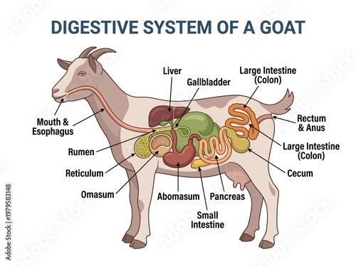 Diagram of a goat's complex digestive system, highlighting its four-compartment stomach and intestines