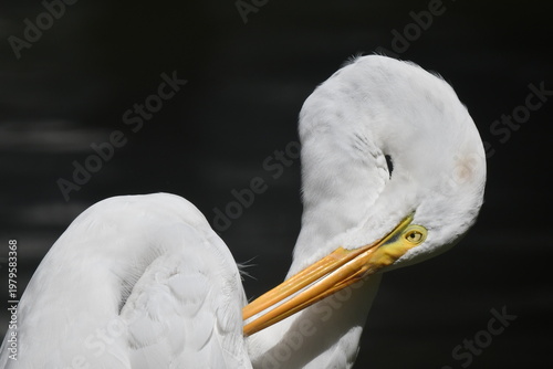 Wallpaper Mural Garça Diva se limpando a beira do lago do jardim do Museu da República - Palácio do Catete - RJ Torontodigital.ca