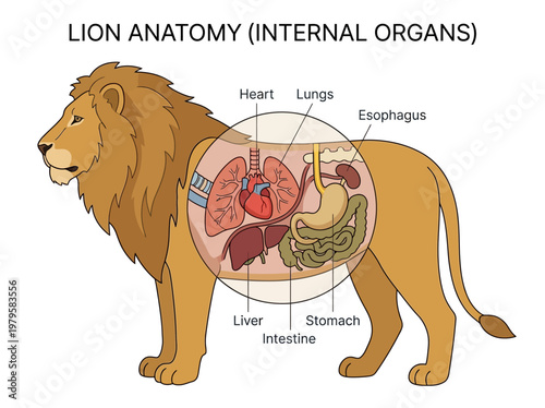 Diagram of a lion's internal organs, including the heart, lungs, stomach, liver, and esophagus, illustrating its anatomy