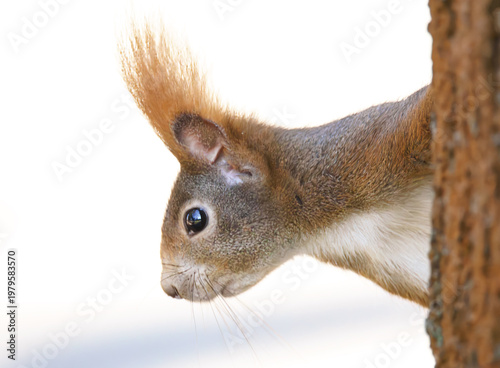Neugieriges Eichhörnchen kopfüber am Baumstamm