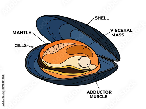 Anatomy of a Mussel A Detailed Illustration of Edible Parts and Internal Structures
