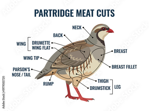 Detailed diagram illustrating the various cuts of partridge meat for culinary purposes
