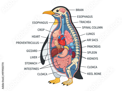 Anatomical illustration detailing the internal organs and skeletal structure of a penguin, a fascinating flightless bird