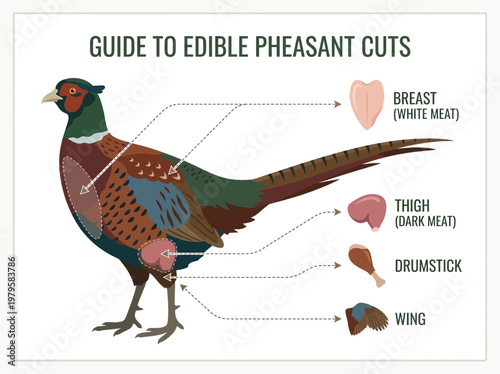 Guide to Edible Pheasant Cuts A Detailed Diagram of Pheasant Meat Sections