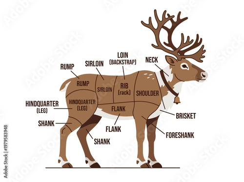 Diagram Illustrating Different Cuts of Reindeer Meat with Labels and Visual Representation