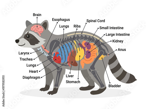 Detailed anatomical illustration showcasing the internal organs of a raccoon, including the digestive, respiratory, and circulatory systems