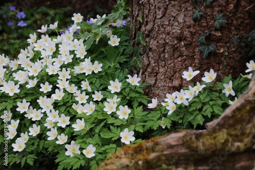 buschwindröschen im wald
