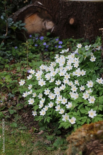 buschwindröschen im wald