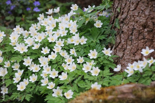 buschwindröschen am baumstamm