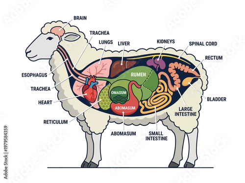 Foto Anatomical illustration of a sheep's internal organs, depicting the digestive sy