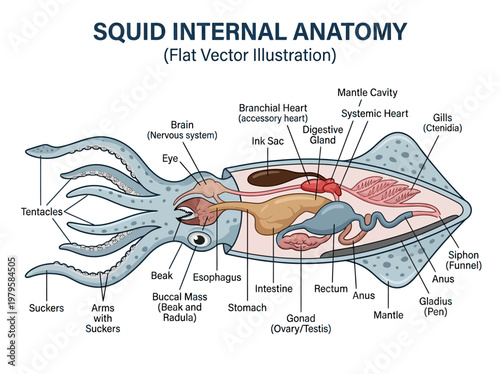 Detailed flat vector illustration showcasing the internal anatomy of a squid, with labels for all major organs and structures