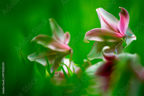 pink lily flower