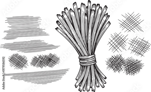 Hand-drawn sketch of bundle of reeds and hatching textures Vector illustrations for vintage designs.