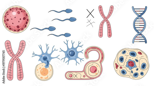 Collection of detailed biological diagrams and illustrations showing various human cells neurons chromosomes and double helix DNA strands.