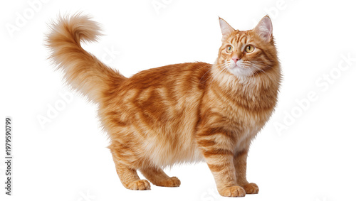 Cuadro en lienzo Orange tabby cat standing with fluffy fur and long tail