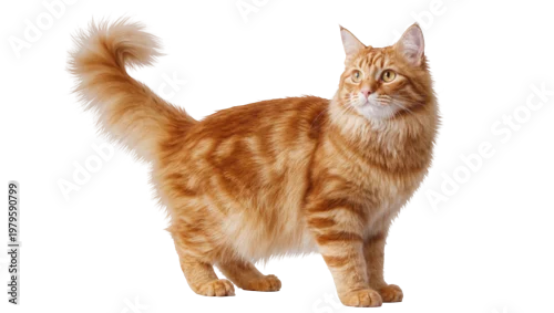 Fototapeta na wymiar Orange tabby cat standing with fluffy fur and long tail