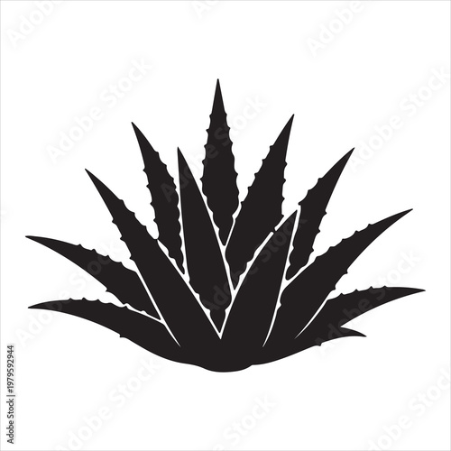 A black silhouette of an agave plant on a white background