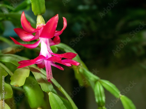 beautiful blooming Schlumberger cactus on the windowsill
