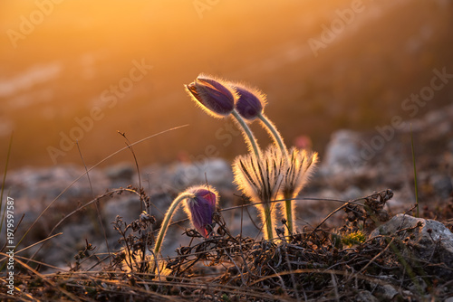Dream-grass or Pulsatilla patens blooms in spring in the forest in the mountains. Close-up, natural spring background. Delicate fragile flowers in the rays of a pink sunset. Beautiful purple flowers