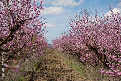 A blooming peach orchard. Beautiful trees bloomed in spring . Pink delicate flowers on the branches. Authentic spring landscape with blue sky and clouds. The concept of gardening, growing peaches.