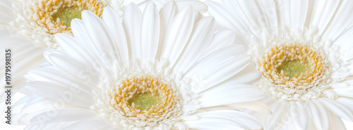 White gerbera daisy blooms arranged in a soft, minimal composition highlighti...
