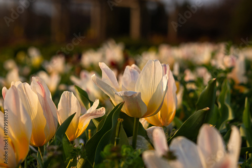 Spring flowers tulips close-up in the garden. Bright multicolored background in the sunlight. Full frame with blurred background. The concept of a holiday, Mother's Day, women's day. Landscaping parks