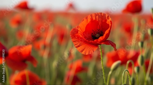 Vibrant red poppy field in bloom, close-up on delicate petals, soft sunlight