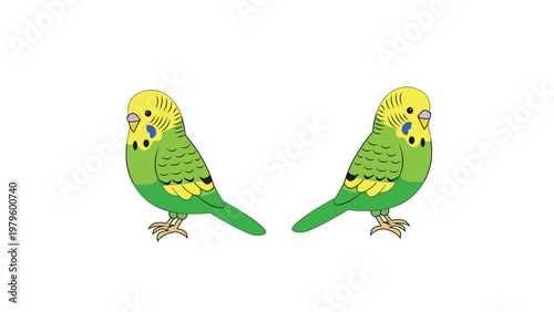 Two green budgerigar birds facing each other