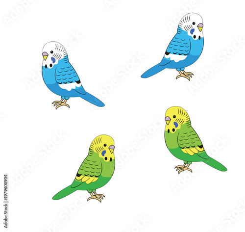 Set of four colorful budgerigar parakeet birds