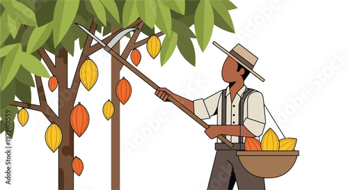 Farmer harvesting cocoa pods from a tree with a long wooden tool isolated on white background
