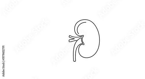 Human Kidney Icon Outline Drawing