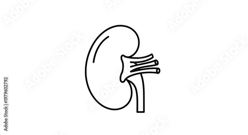 Human Kidney Anatomy Outline Icon